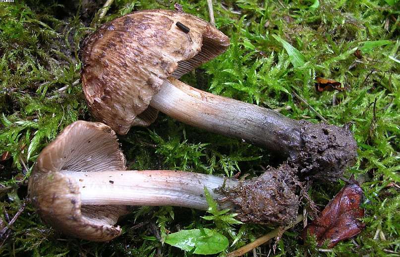 Inocybe haemacta (    Berk. & Cooke)    Sacc.